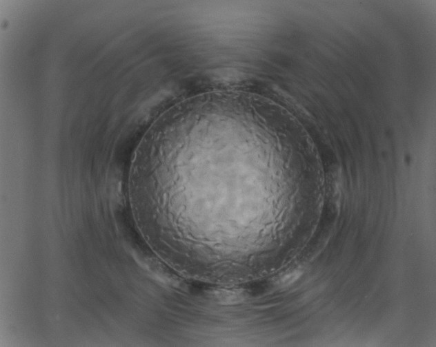 X0000068770615200605011029