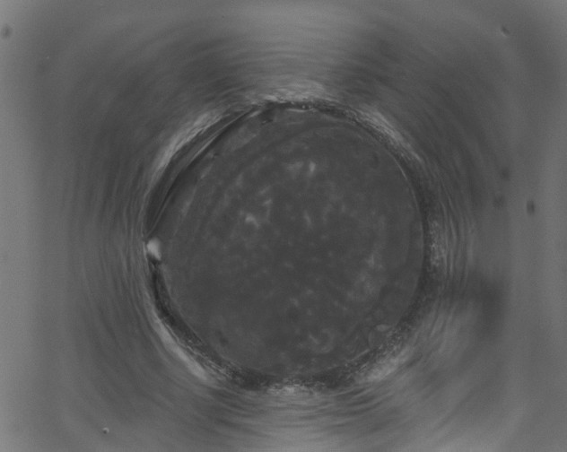 X0000068770634200605011028