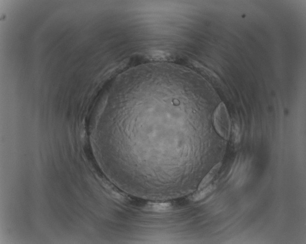 X0000068770665200605011028