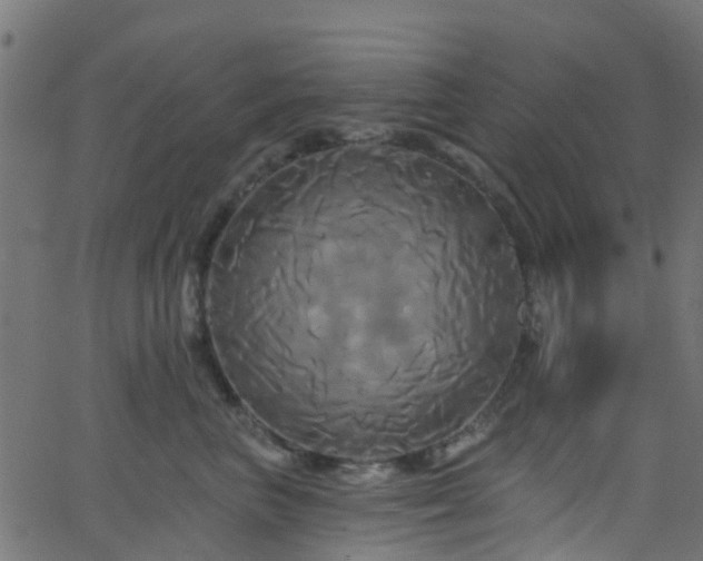 X0000068770667200605011028