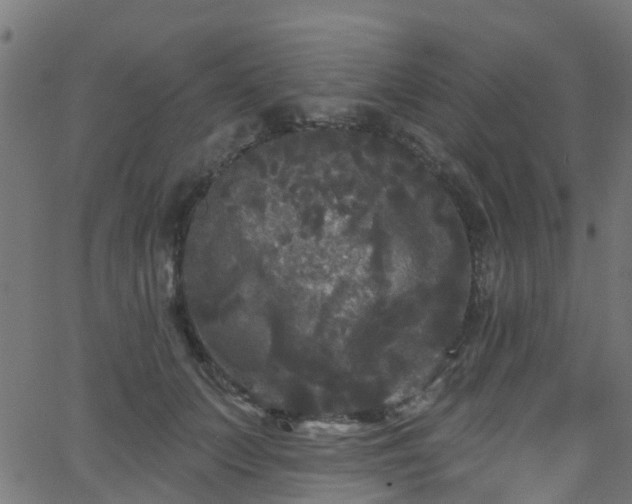 X0000068770703200605011027