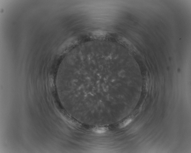 X0000068770711200605011027