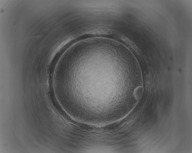 X0000068770727200605011026