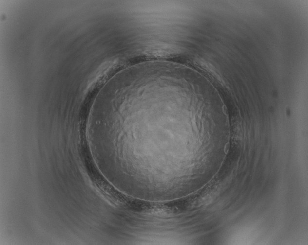 X0000068770738200605011026