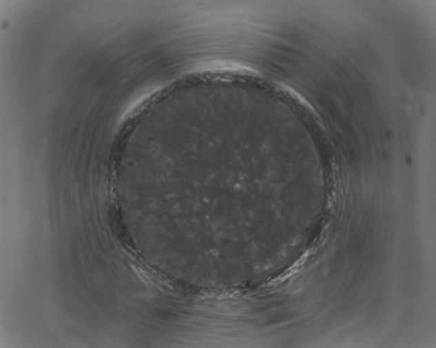 X0000068770775200605011026