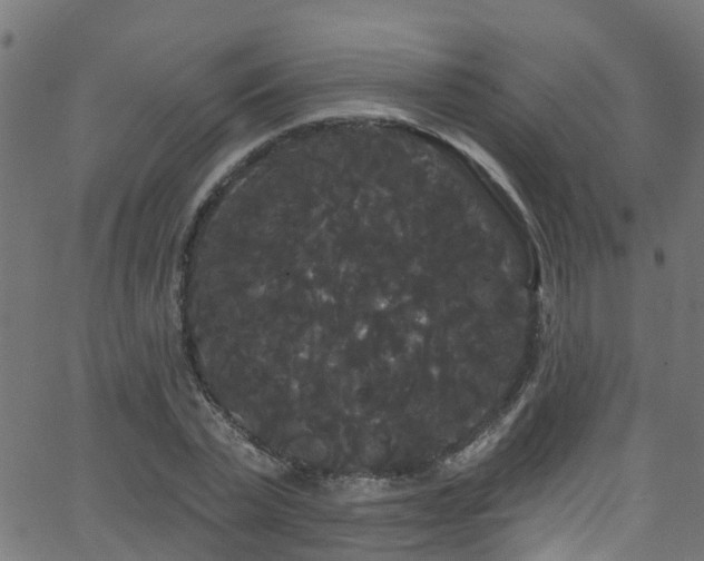 X0000068770783200605011026