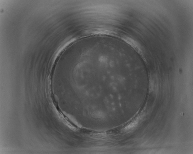 X0000068770798200605011026