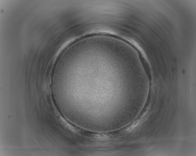 X0000068770799200605011026