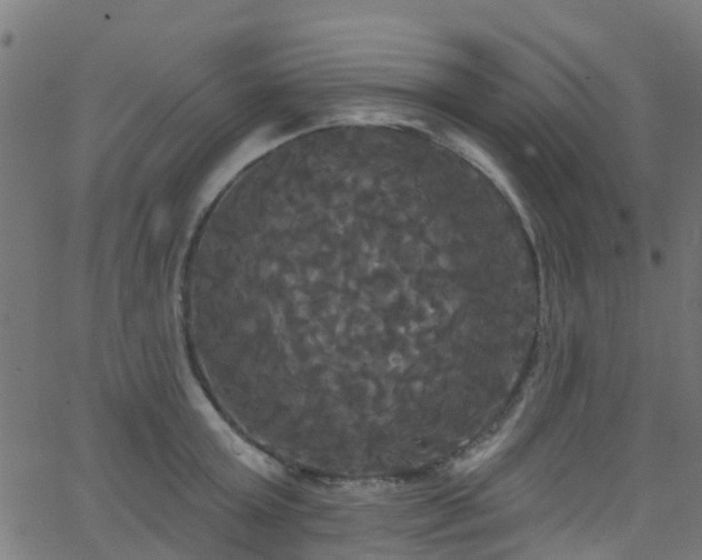 X0000068770803200605011025