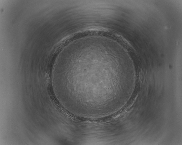 X0000068770821200605011025