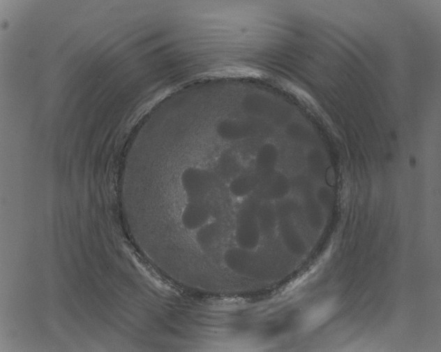 X0000068770833200605011025