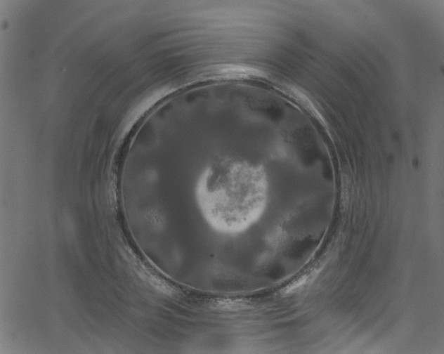 X0000068770835200605011025