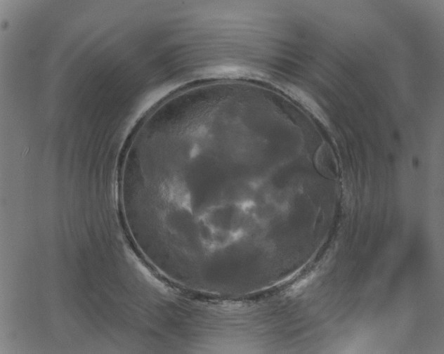 X0000068770839200605011025