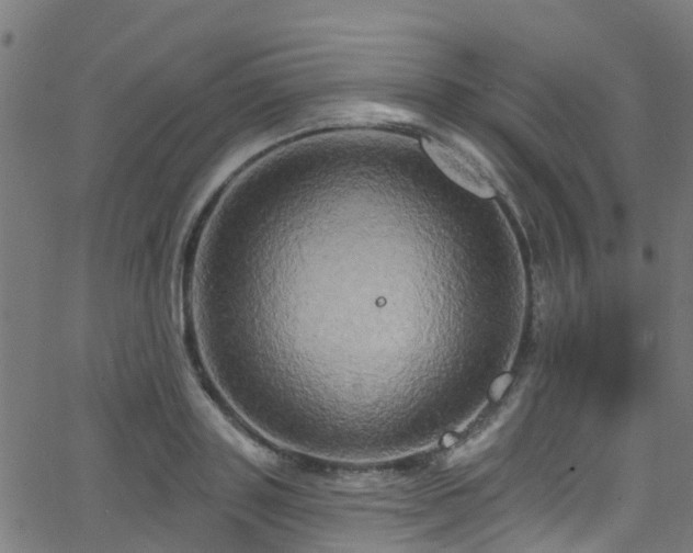 X0000068770843200605011025