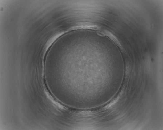 X0000068770844200605011025