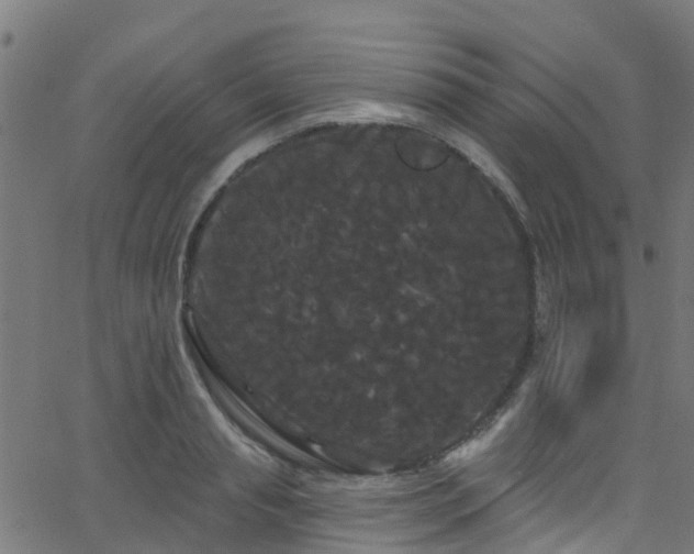 X0000068770845200605011025