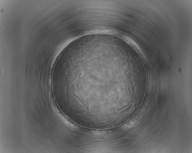 X0000068770852200605011025