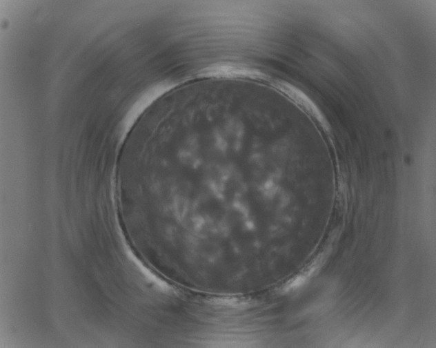 X0000068770855200605011025