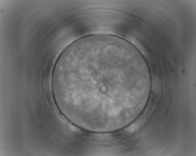 X0000068770856200605011025