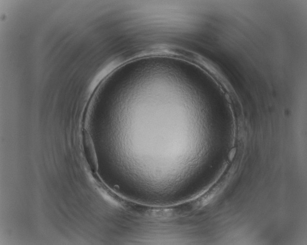 X0000068770858200605011025