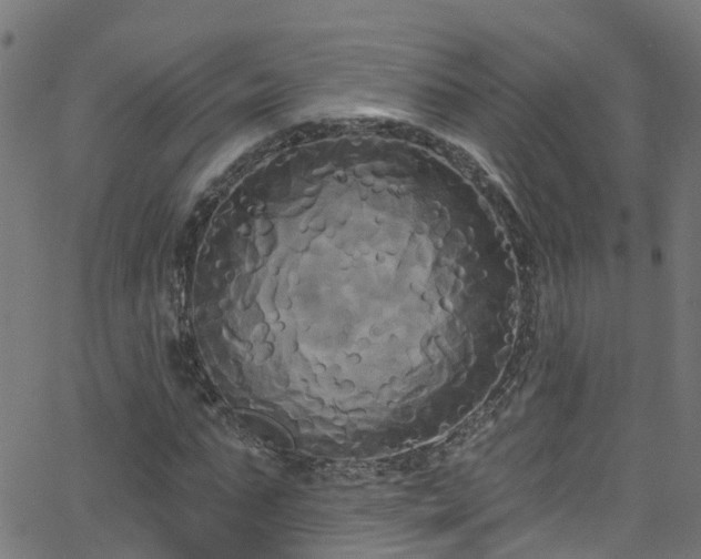 X0000068770871200605011024