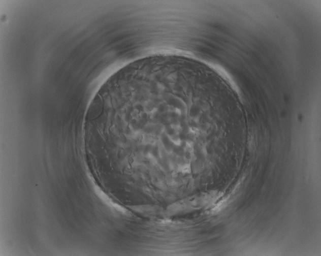 X0000068770903200605011024