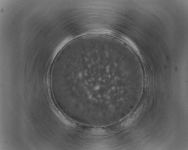 X0000068770907200605011024