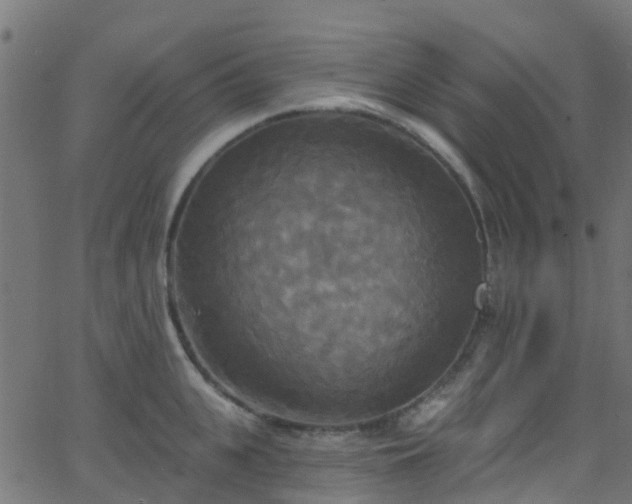 X0000068770951200605011024