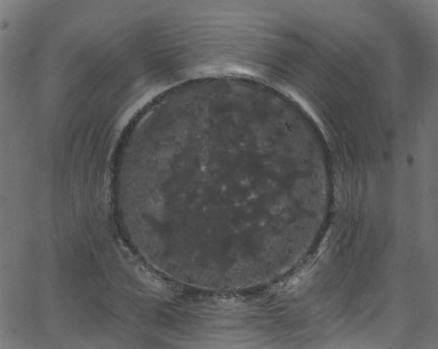 X0000068770975200605011023