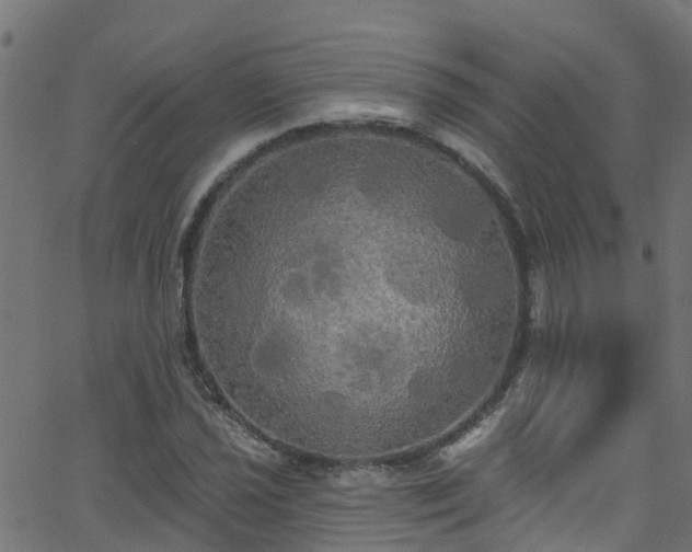 X0000068771021200605011021