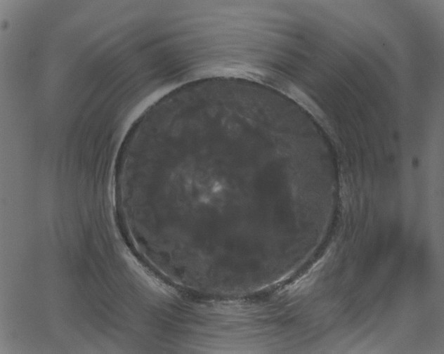 X0000068771028200605011021