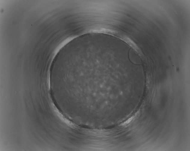 X0000068771036200605011022