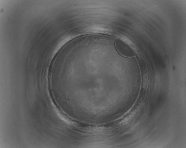 X0000068771039200605011022