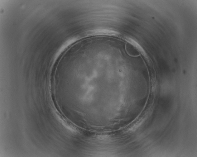 X0000068771043200605011022