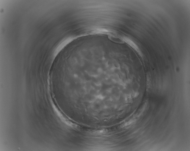 X0000068771047200605011022