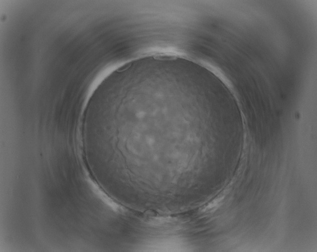 X0000068771056200605011022