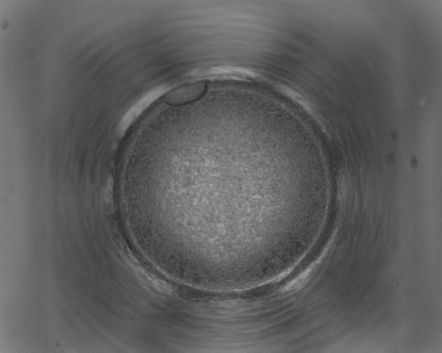 X0000068771066200605011021