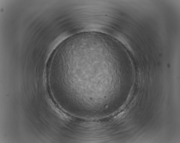 X0000068771076200605011021