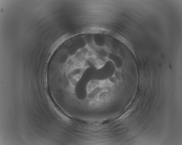 X0000068771083200605011021