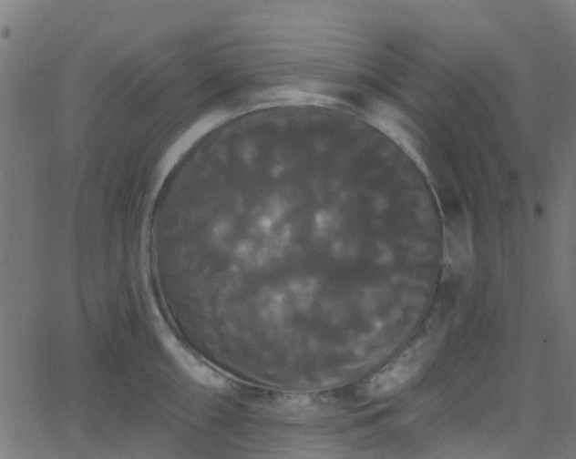 X0000068771098200605011020