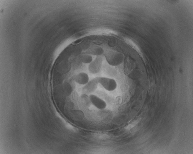 X0000068771103200605011020