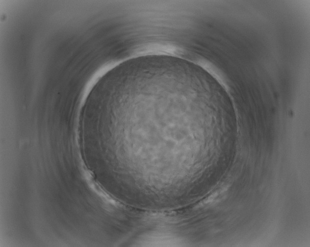 X0000068771104200605011020