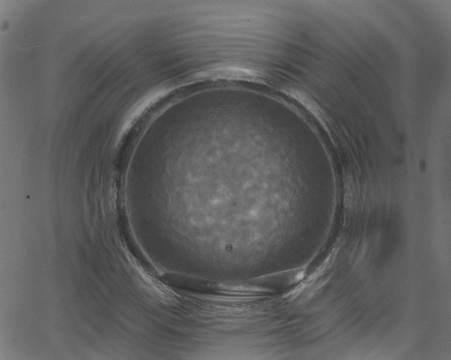 X0000068771115200605011020