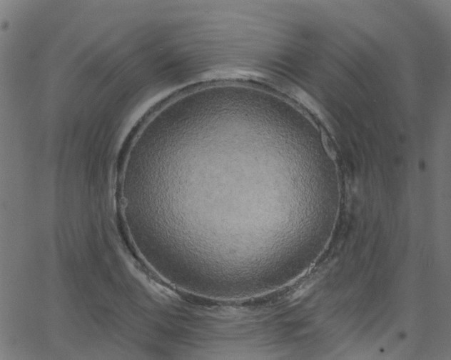 X0000068771124200605011020