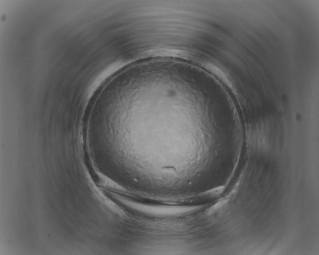 X0000068771133200605011020