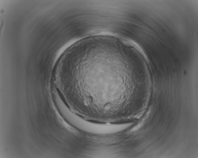 X0000068771149200605011020