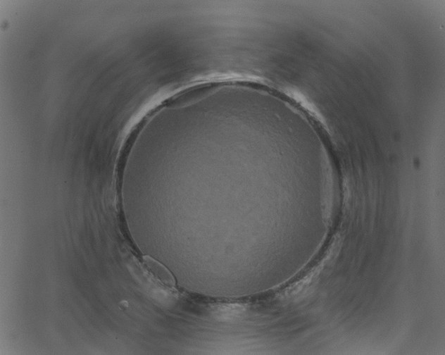 X0000068771173200605011019