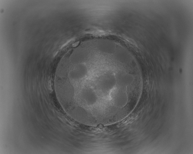 X0000068771205200605011018