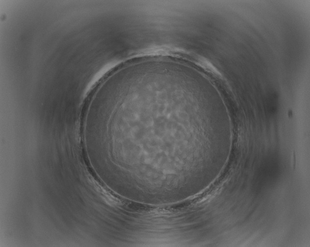 X0000068771216200605011018