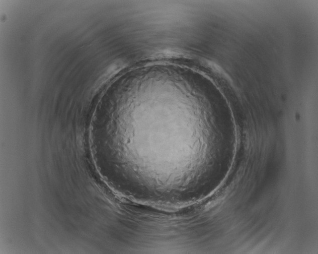 X0000068771217200605011018